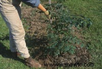 Cómo plantar árboles y arbustos cultivados en contenedores 