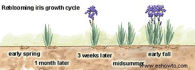 Cómo cultivar plantas de iris que vuelven a florecer 