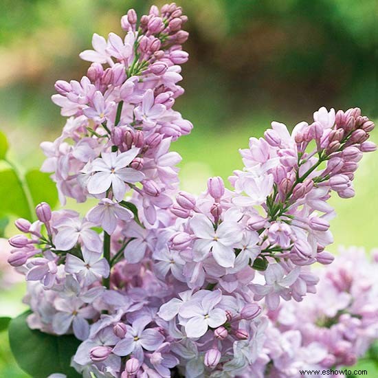 Las mejores flores fragantes para el noreste 