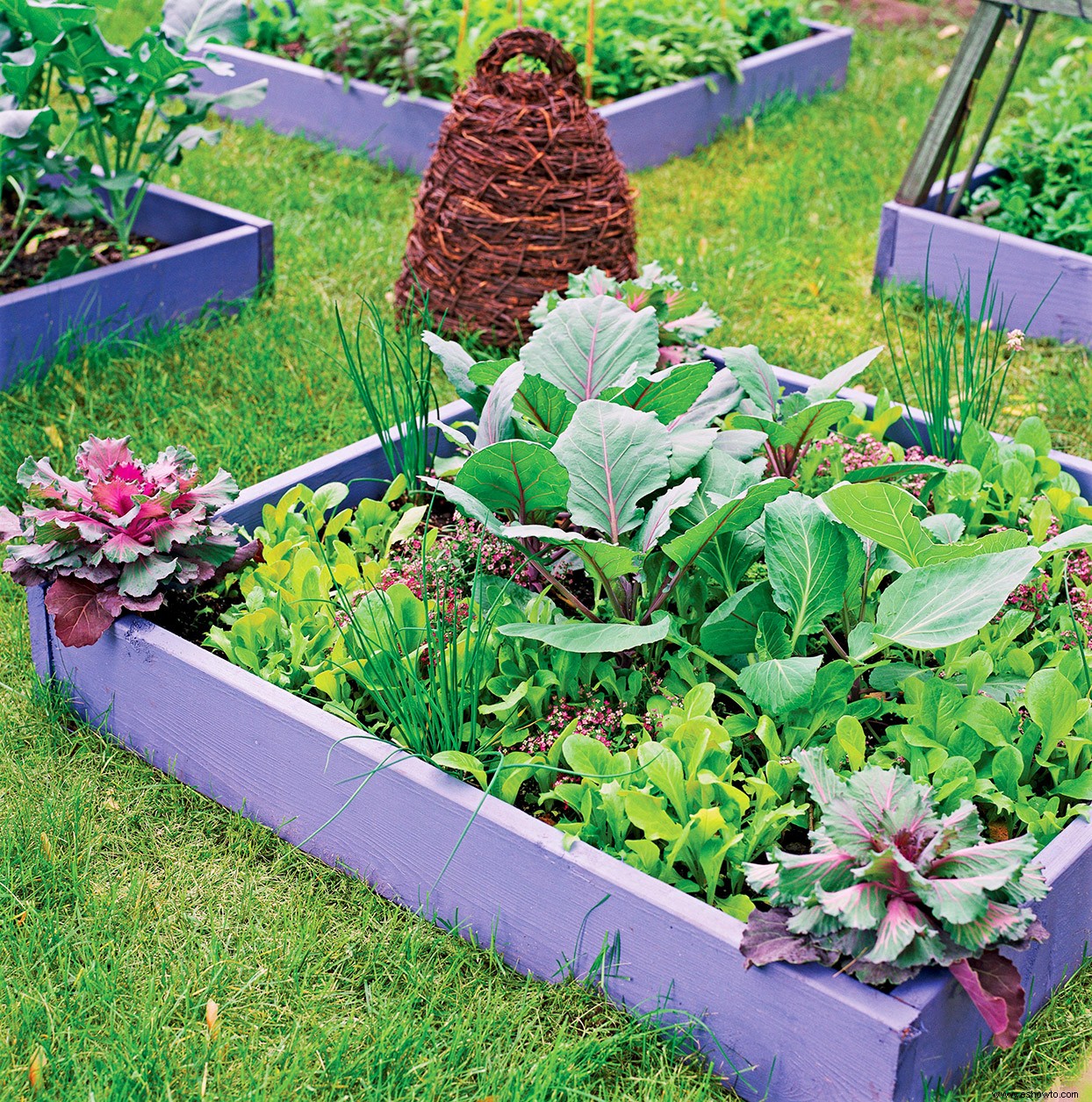 Este plan de huerta de espacio pequeño estalla con sabores y color 