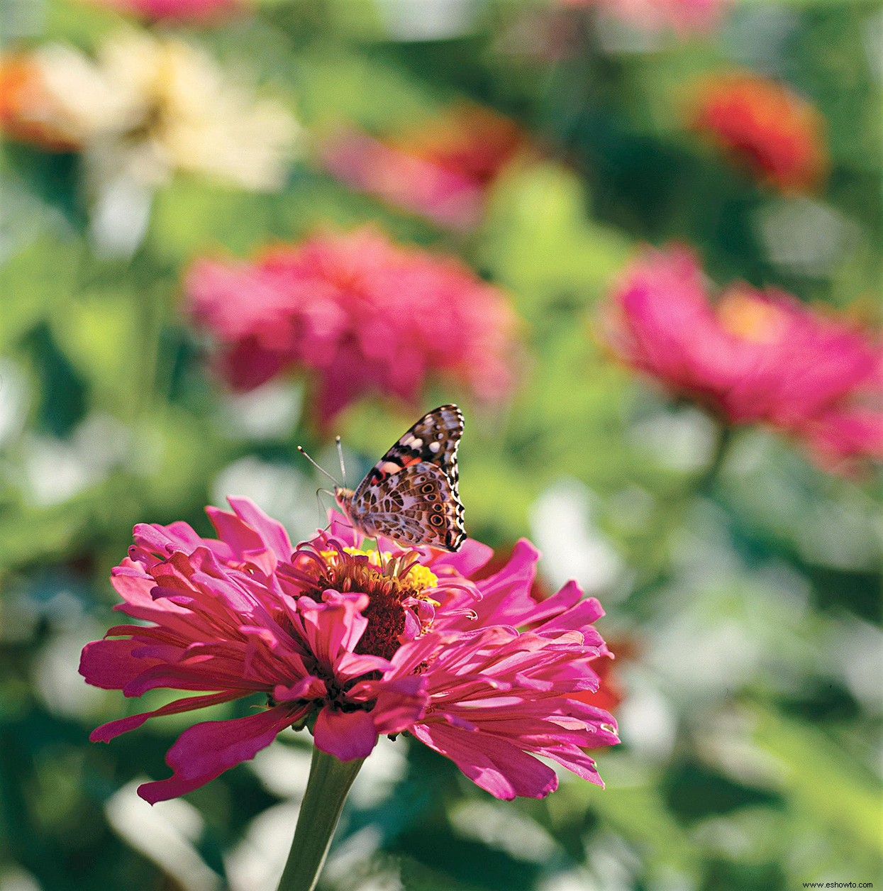 5 maneras fáciles de preparar todas las plantas de su jardín para el clima invernal 