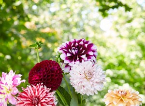 Guía práctica: 5 pasos para crear un jardín de corte hermoso y maximizar el uso de sus flores