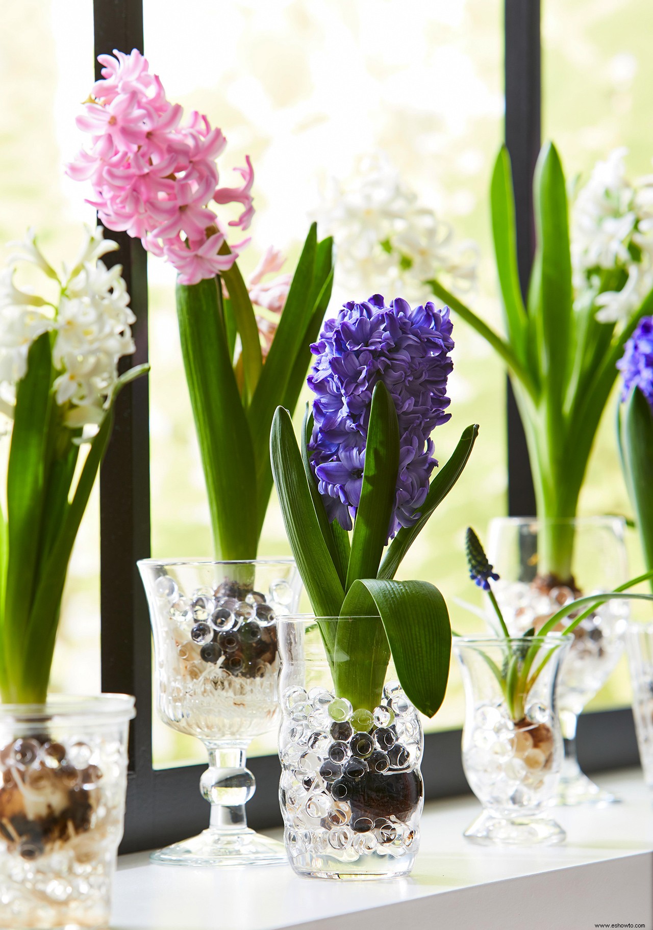 Cómo forzar bulbos de jacinto en un jarrón para hermosas flores de invierno 
