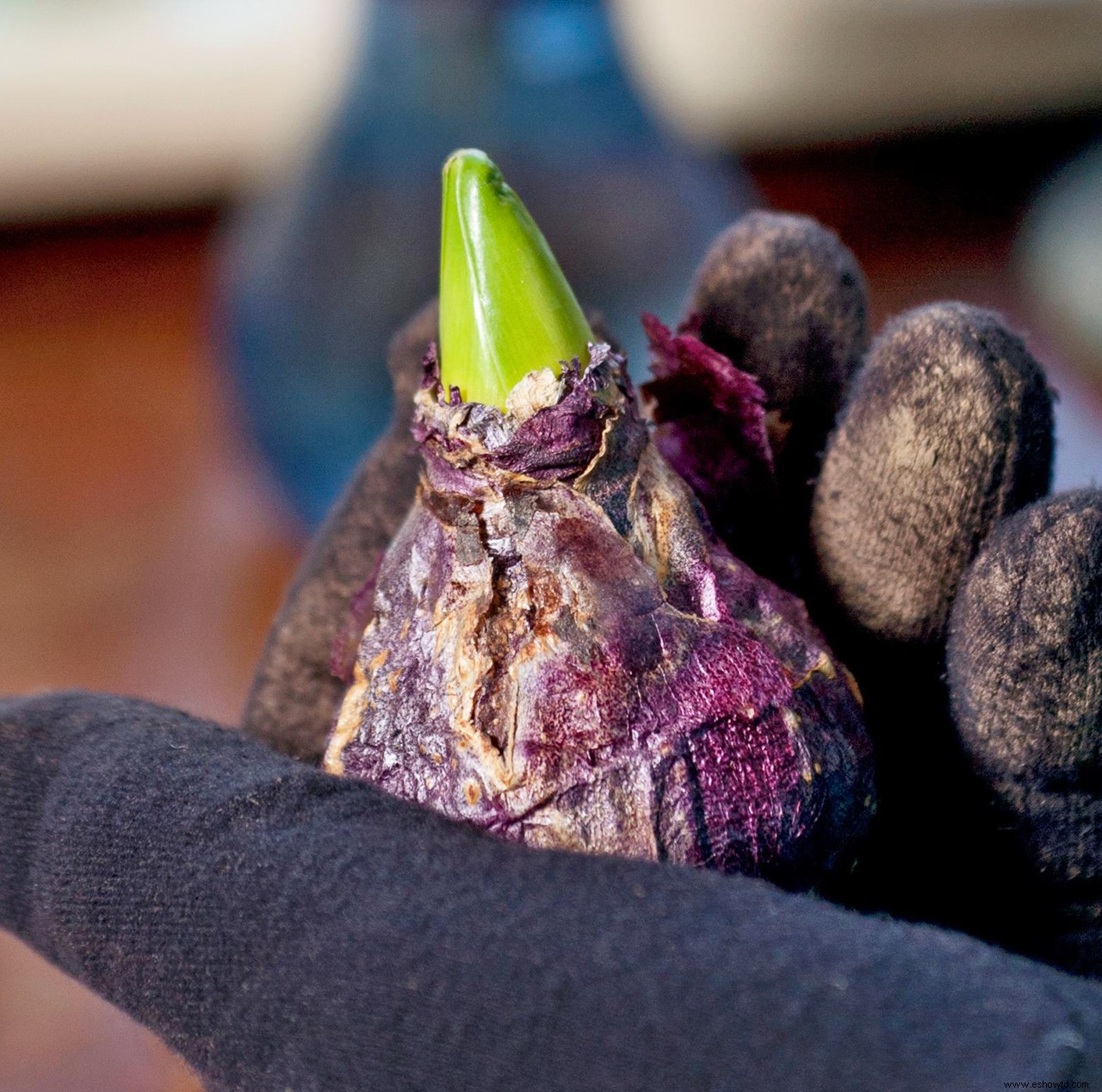 Cómo forzar bulbos de jacinto en un jarrón para hermosas flores de invierno 