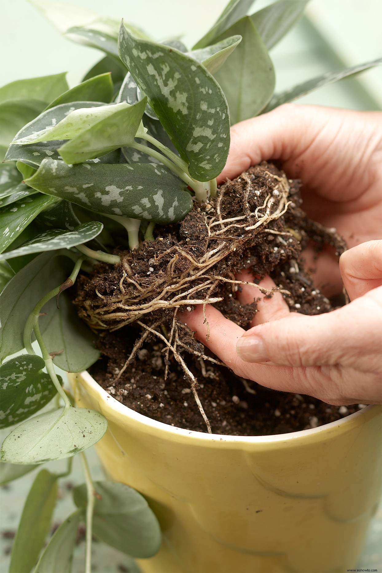 3 sencillos pasos para trasplantar sus plantas de interior cuando crecen más que sus contenedores 