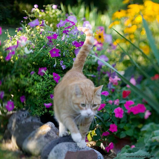 Deteniendo a los gatos en el jardín 