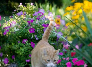 Deteniendo a los gatos en el jardín 