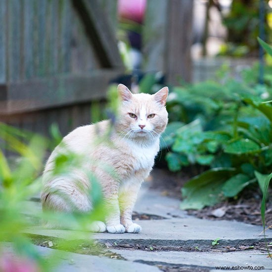 Deteniendo a los gatos en el jardín 