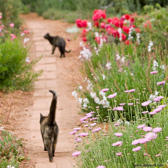 Deteniendo a los gatos en el jardín 