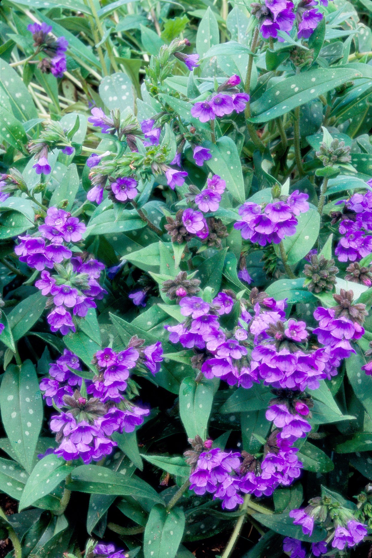 12 plantas perennes resistentes que crecen en sombra seca (¡la mayoría incluso florecen!) 