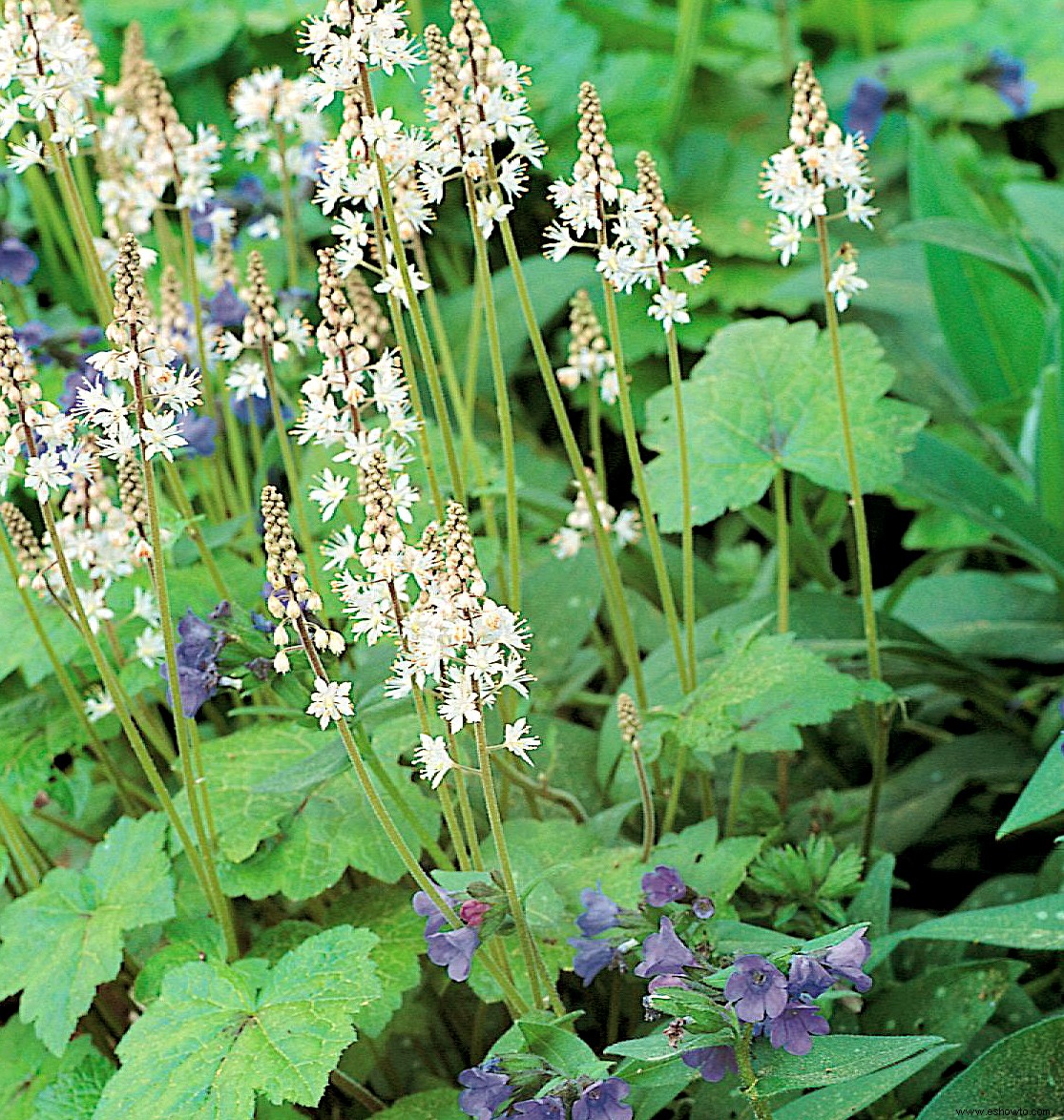 12 plantas perennes resistentes que crecen en sombra seca (¡la mayoría incluso florecen!) 