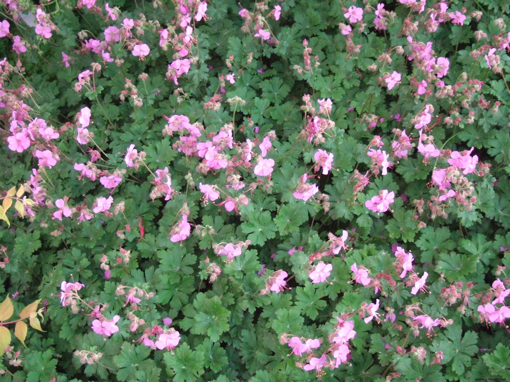 12 plantas perennes resistentes que crecen en sombra seca (¡la mayoría incluso florecen!) 