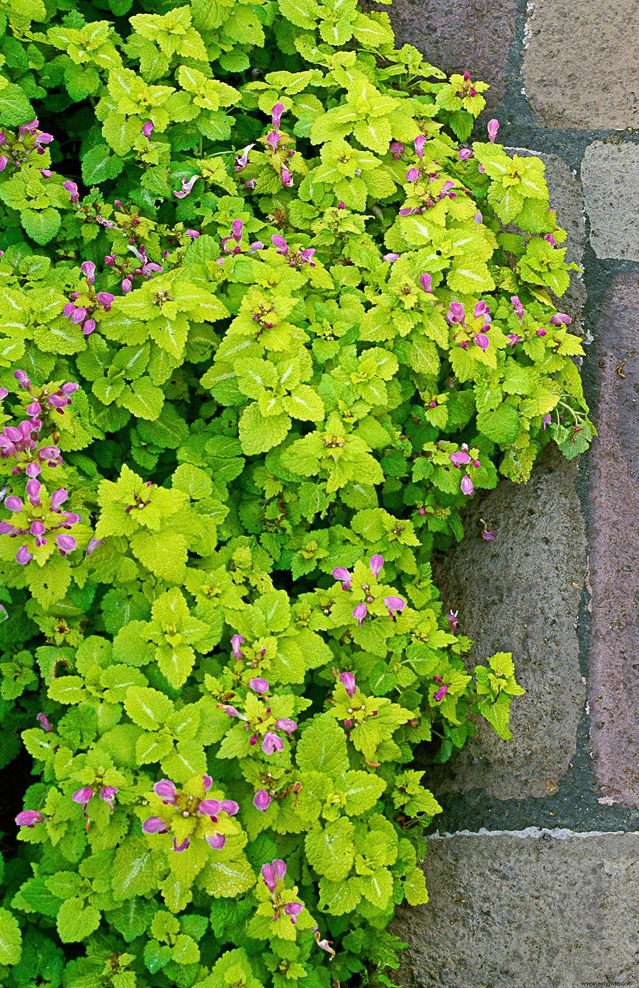 12 plantas perennes resistentes que crecen en sombra seca (¡la mayoría incluso florecen!) 