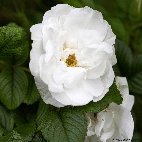 Las mejores rosas para el noroeste 