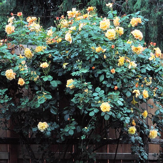 Las mejores rosas para el noroeste 