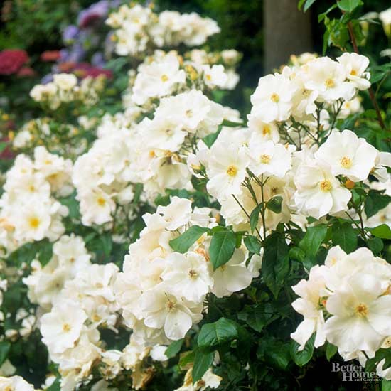 Las mejores rosas para el noroeste 