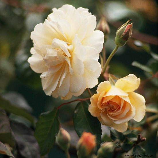 Las mejores rosas para el noroeste 