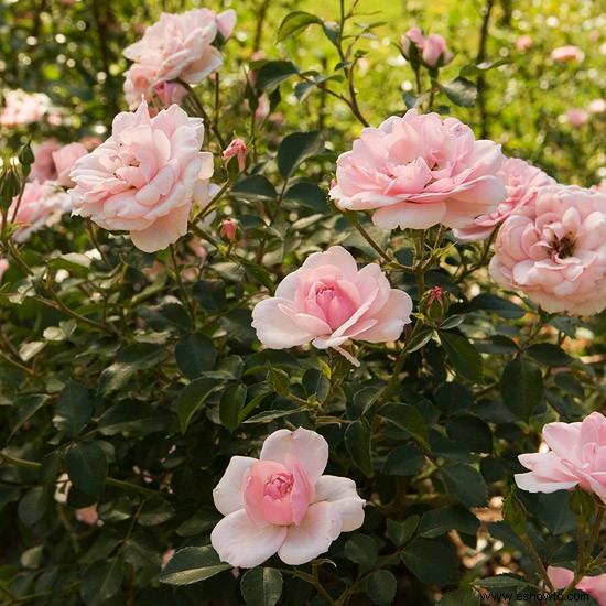 Las mejores rosas para el noroeste 