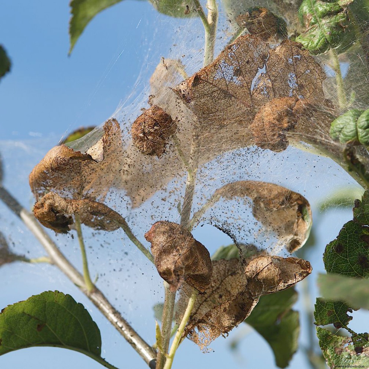 Cómo detener a los gusanos web antes de que ensucien sus árboles y arbustos 