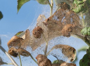 Cómo Controlar Gusanos Tejedores en Árboles y Arbustos: Métodos Naturales Efectivos