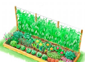 Planes de Plantación Gratuitos Inspirados en el Huerto de la Casa Blanca