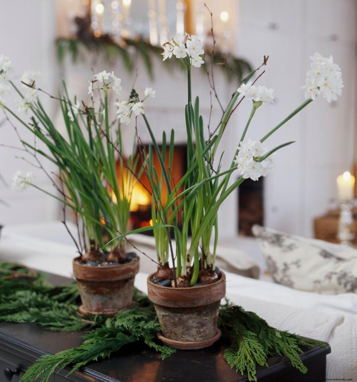 Cómo cultivar Paperwhites para llenar tu hogar con flores fragantes este invierno 