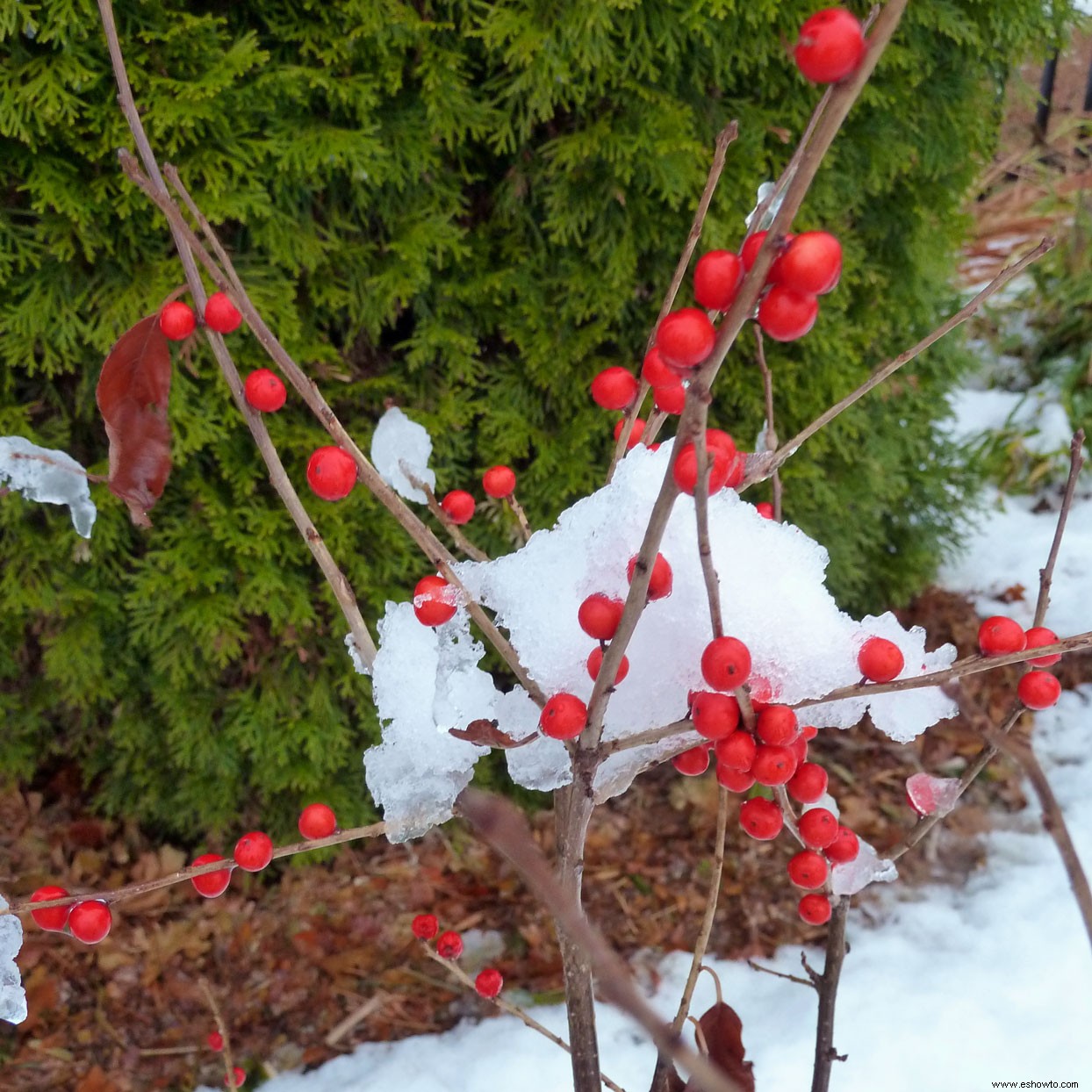 10 delicias del jardín de invierno 