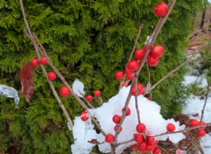 10 delicias del jardín de invierno 