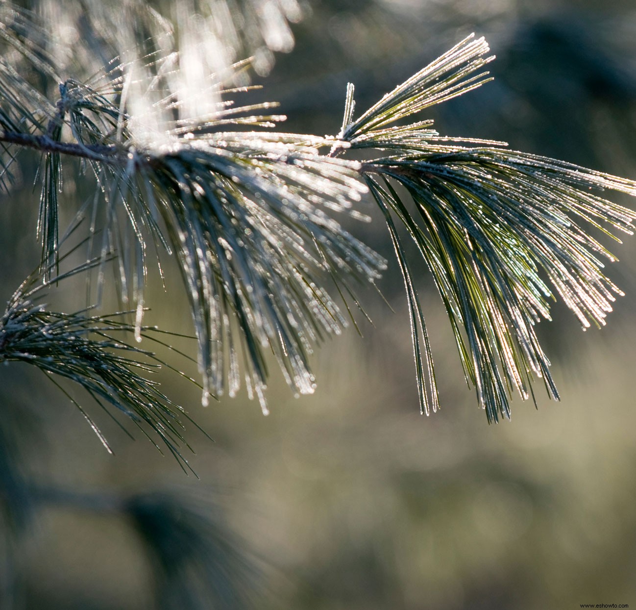 10 delicias del jardín de invierno 