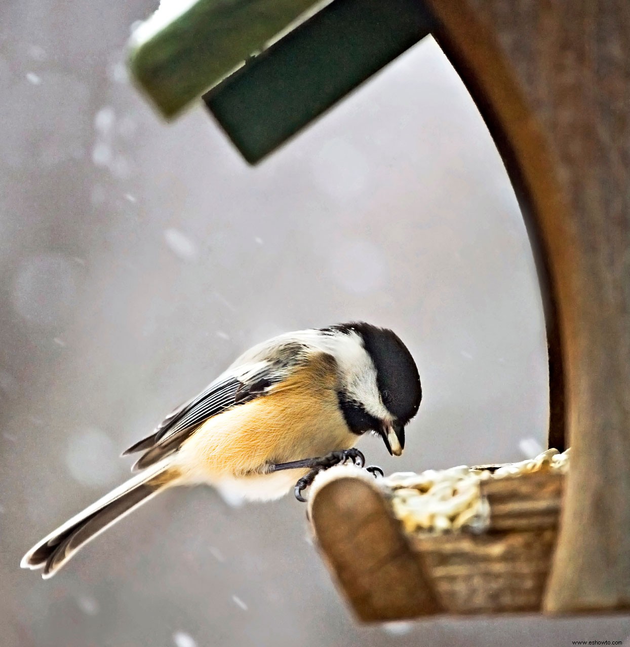 10 delicias del jardín de invierno 