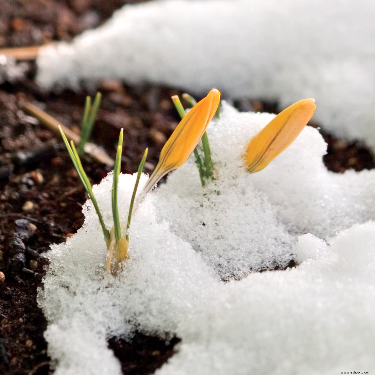 10 delicias del jardín de invierno 