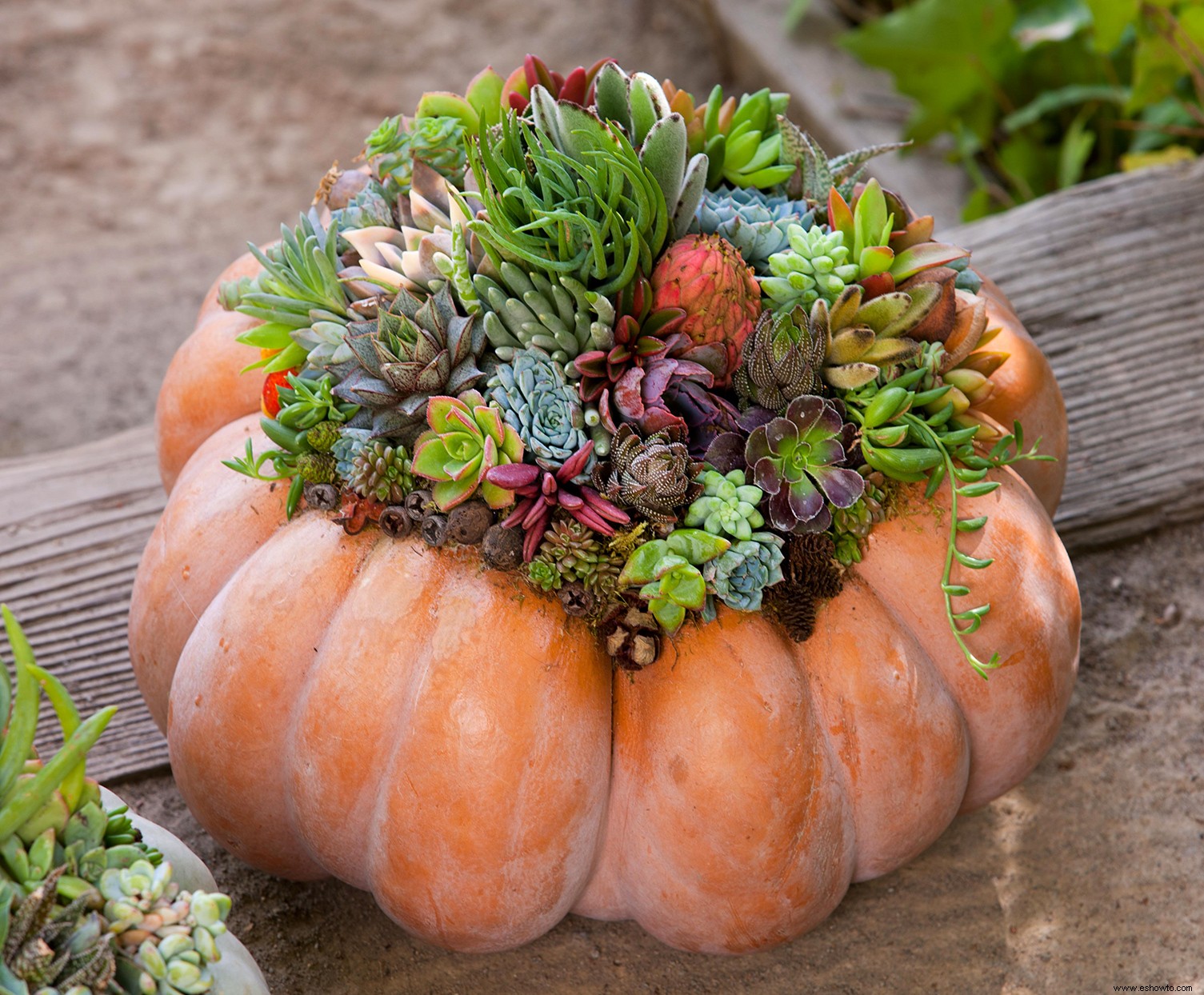 Cree una pieza central de calabaza suculenta de bricolaje para mostrar perfectamente los colores del otoño 