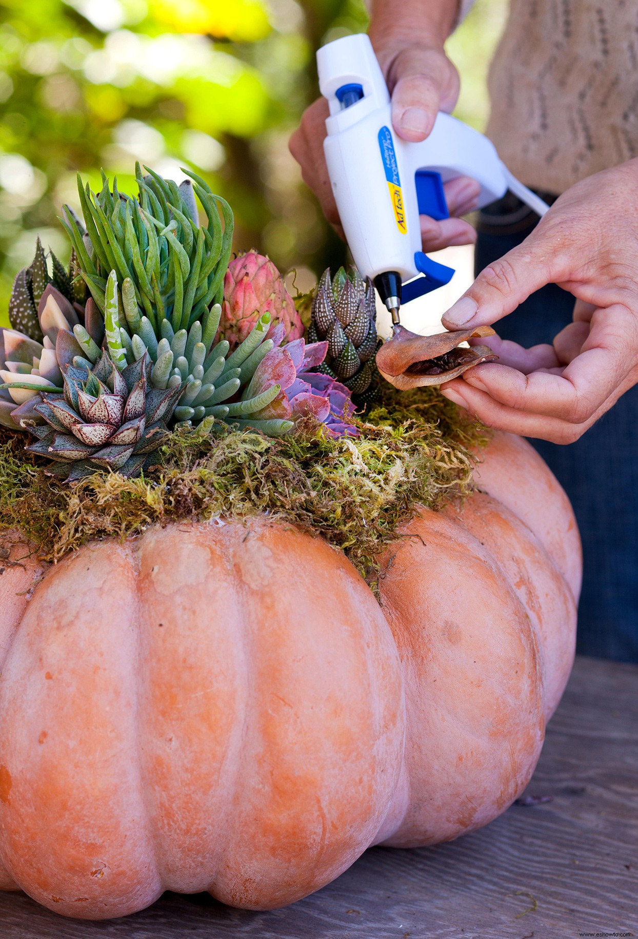 Cree una pieza central de calabaza suculenta de bricolaje para mostrar perfectamente los colores del otoño 