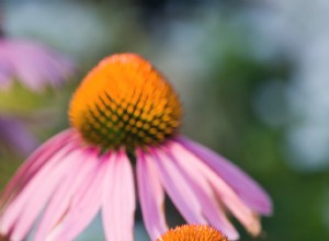 Guía práctica: Cómo guardar semillas de tu jardín para plantar el próximo año