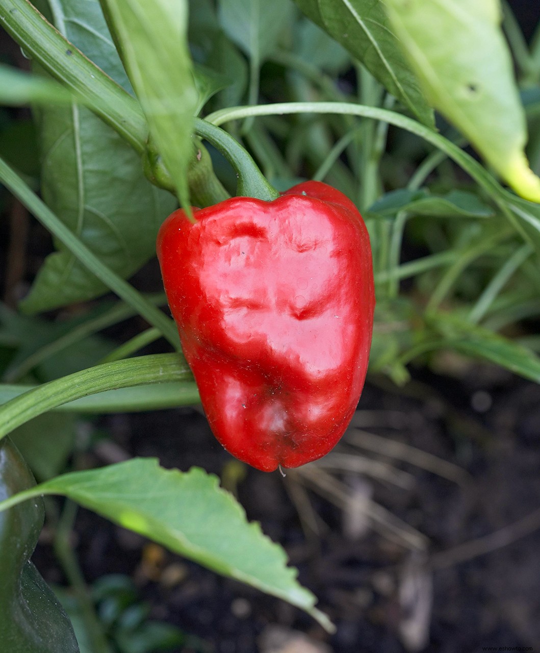 Cómo guardar semillas de su jardín para plantar el próximo año 