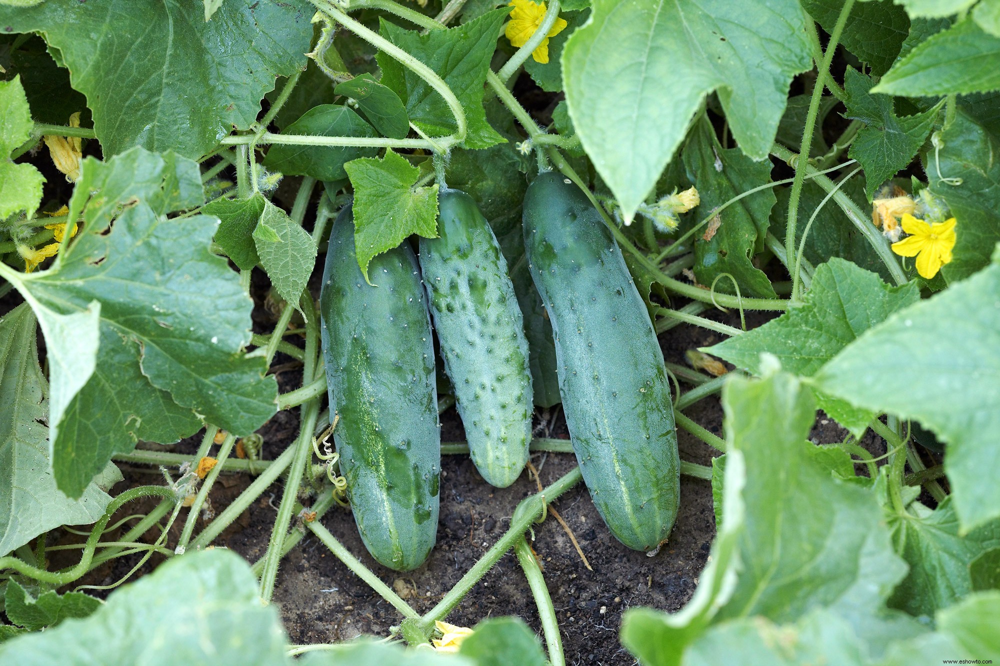 Cómo guardar semillas de su jardín para plantar el próximo año 