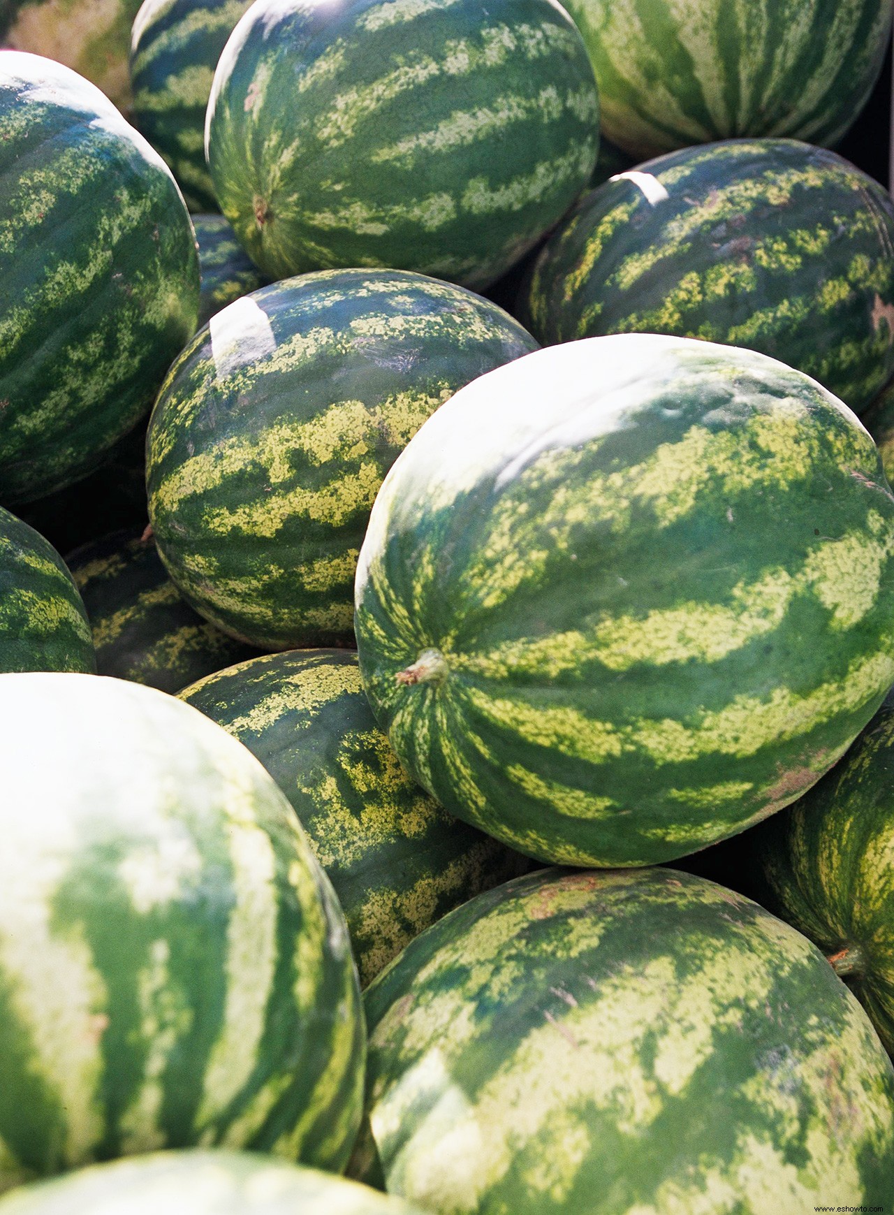 Cómo guardar semillas de su jardín para plantar el próximo año 