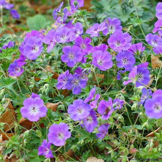 16 plantas ornamentales galardonadas para los jardines de Georgia 