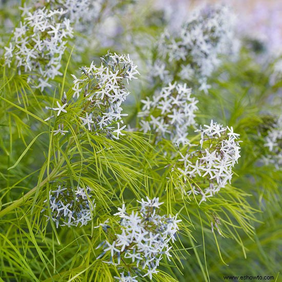 16 plantas ornamentales galardonadas para los jardines de Georgia 