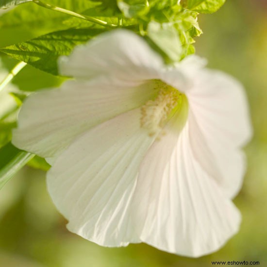 16 plantas ornamentales galardonadas para los jardines de Georgia 