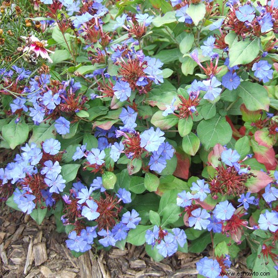 16 plantas ornamentales galardonadas para los jardines de Georgia 