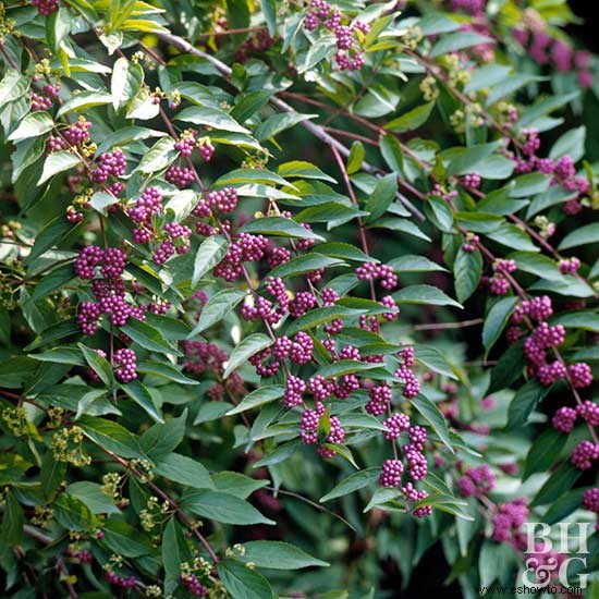 16 plantas ornamentales galardonadas para los jardines de Georgia 