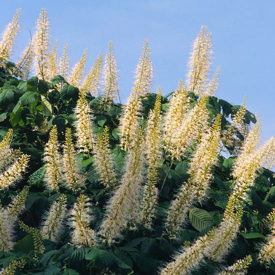 16 plantas ornamentales galardonadas para los jardines de Georgia 