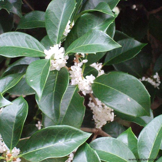 16 plantas ornamentales galardonadas para los jardines de Georgia 