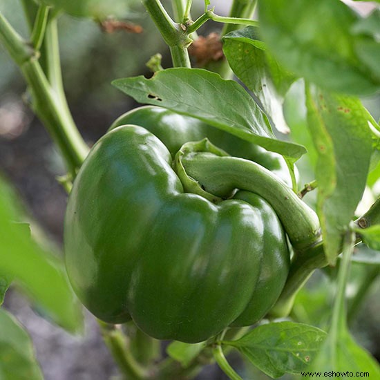 Consejos de jardinería de agosto para el Medio Oeste 