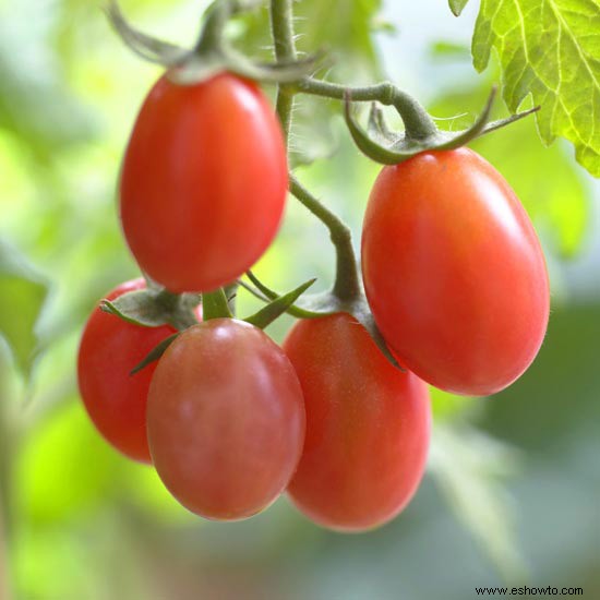 Consejos de jardinería de agosto para el Medio Oeste 