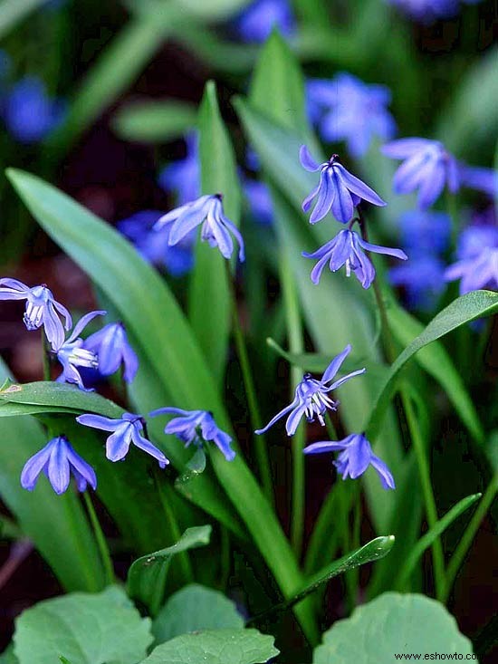 Consejos de jardinería de agosto para el Medio Oeste 