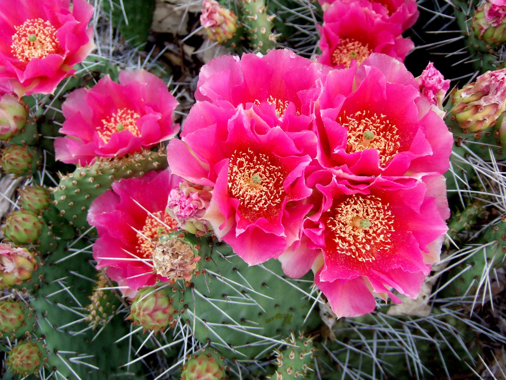 Cómo cultivar plantas de cactus en climas de invierno frío 