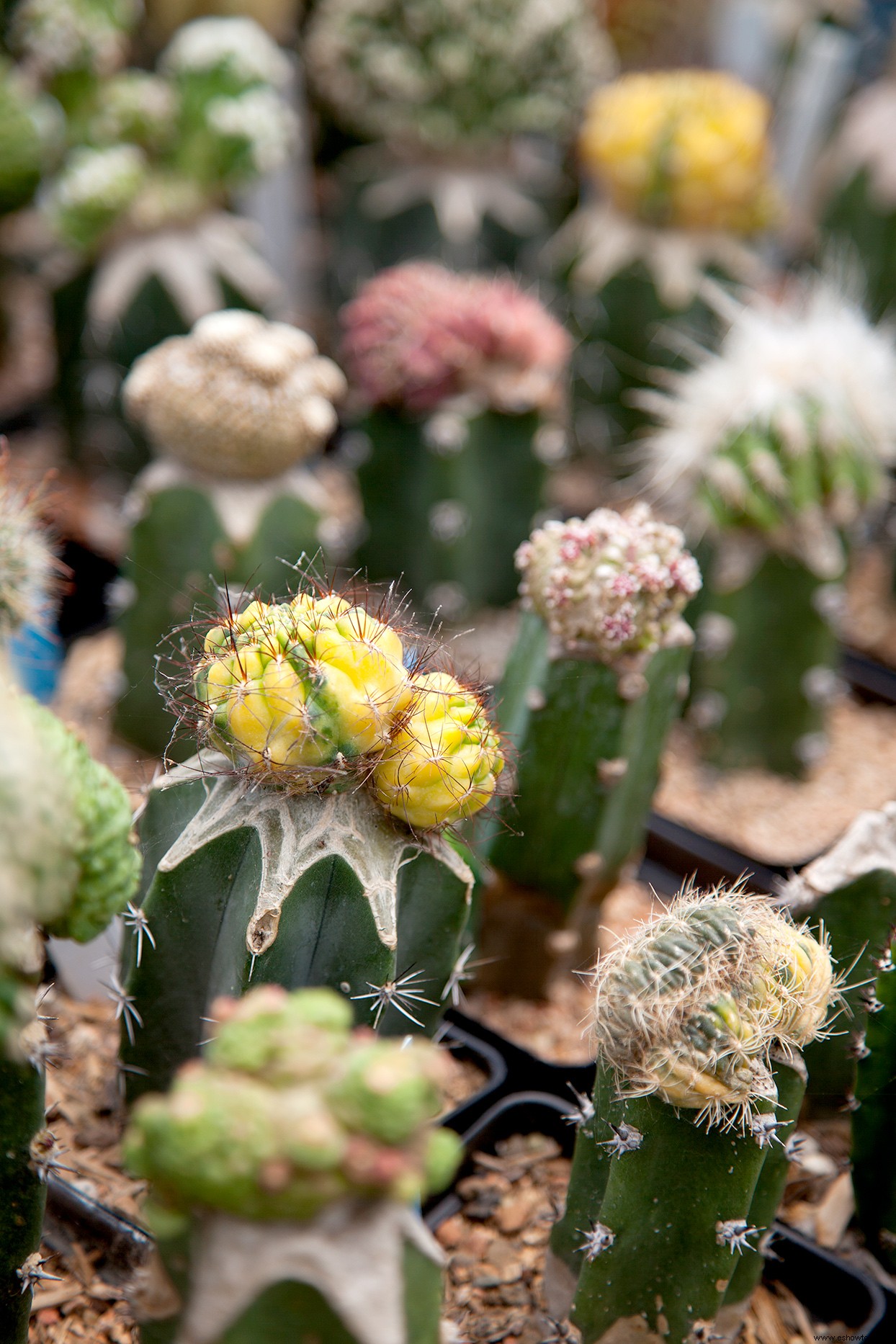 Cómo cultivar plantas de cactus en climas de invierno frío 