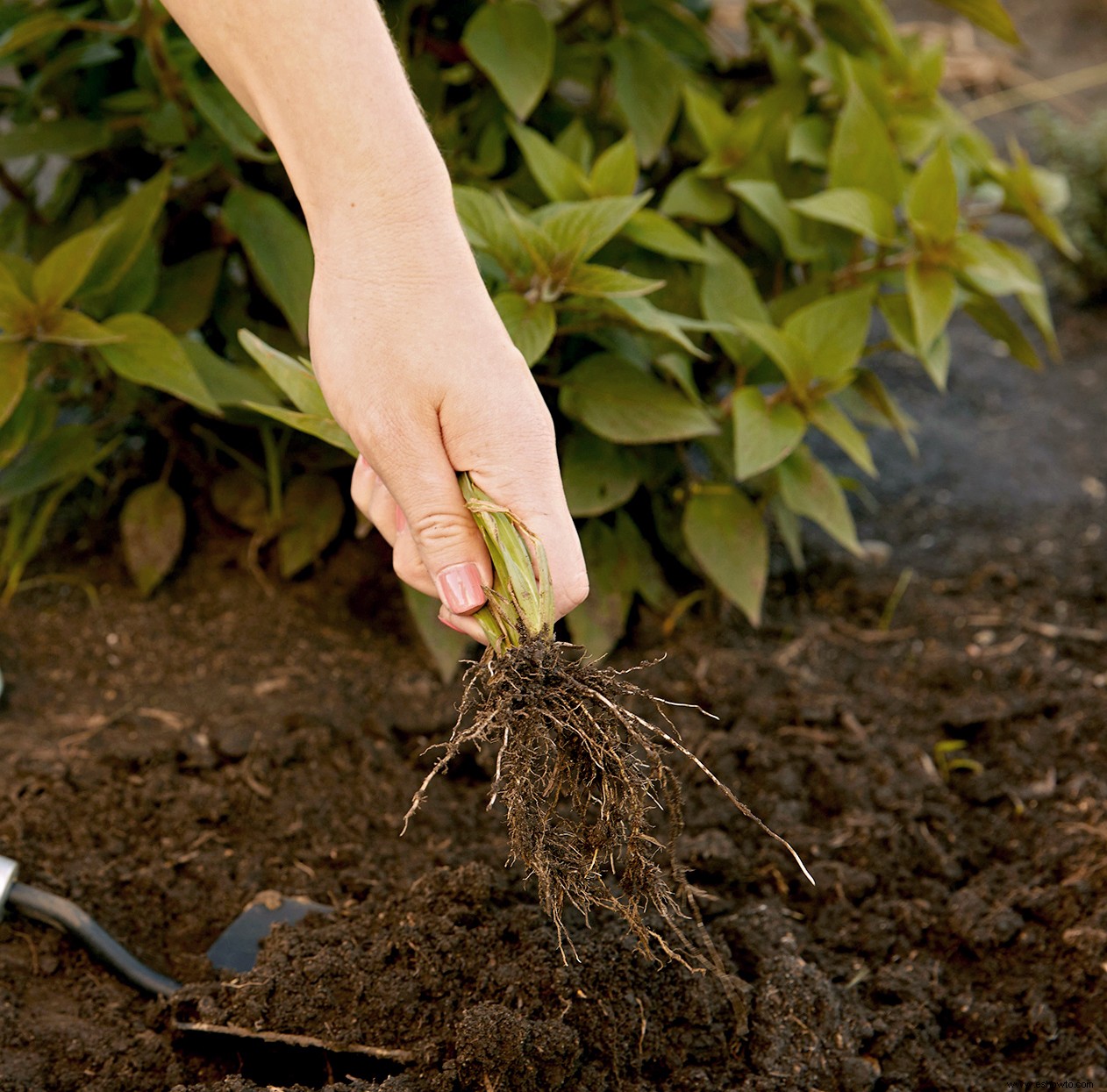 Cultive las plantas perennes más hermosas año tras año con estos 11 consejos esenciales 